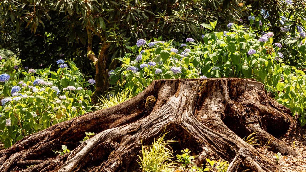 What Makes Yellow Jacket Stump Grinder Teeth Last Longer in Dense Hardwood Roots